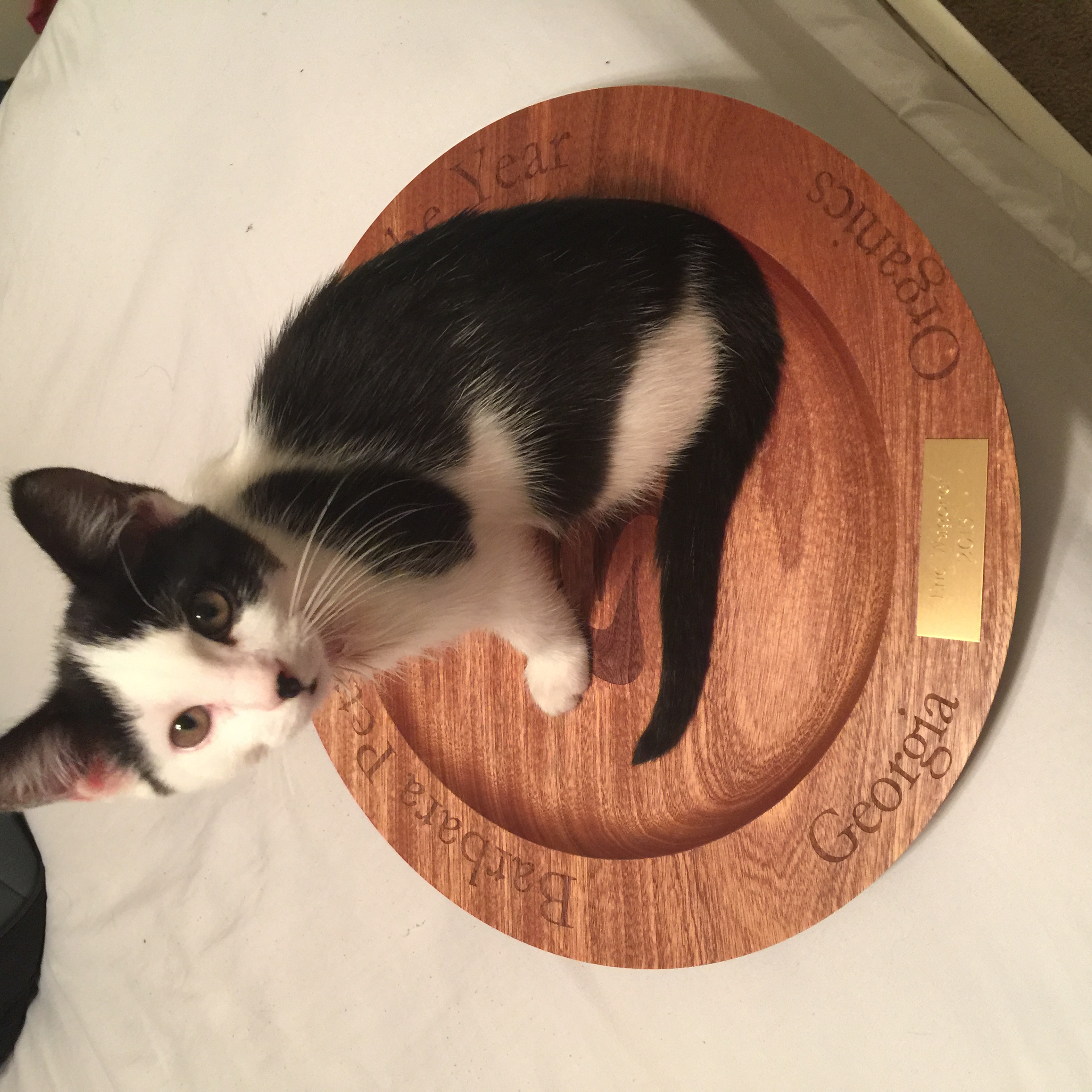 Baby Charlie standing on an award plate
