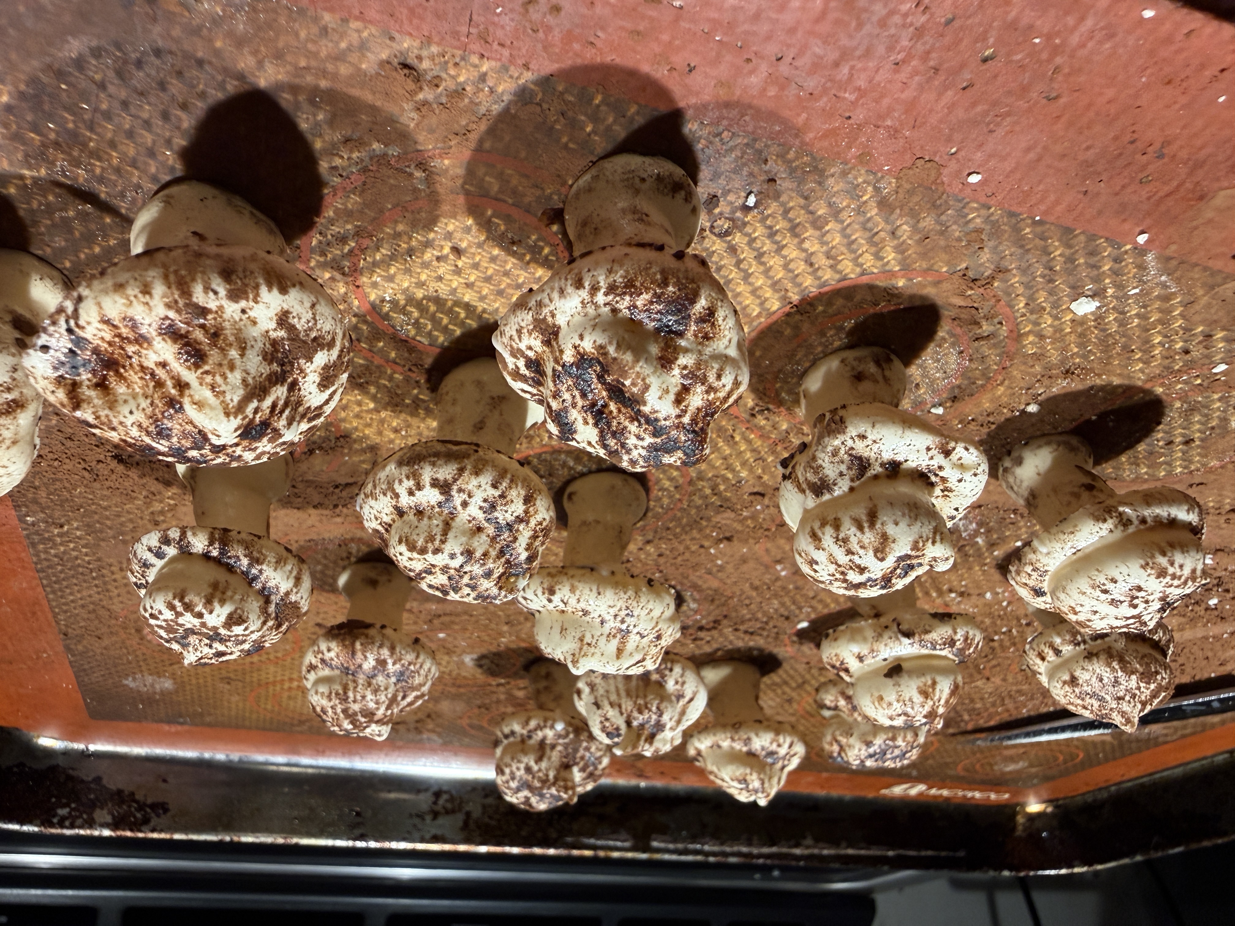 Small meringue mushrooms with piped stems and caps, dusted with cocoa powder, standing on a silicone baking mat.