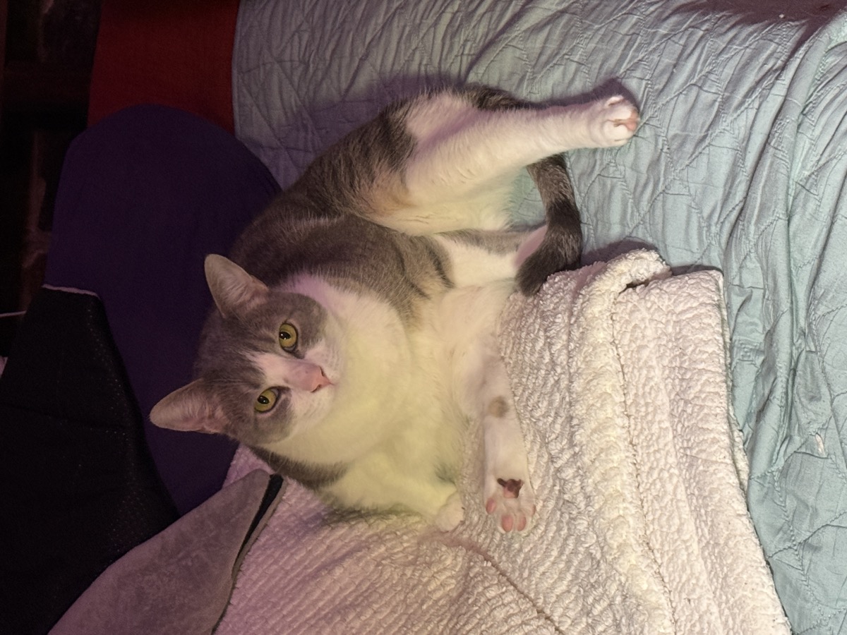 A grey-and-white cat with green eyes and a pink nose reclines against a folded cream blanket on a bed, one white paw tucked forward, looking straight at the camera in warm low light.